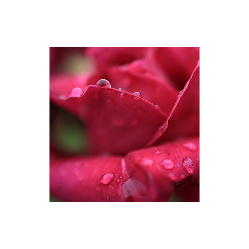 Canon RF 24mm f/1.8 Macro IS STM