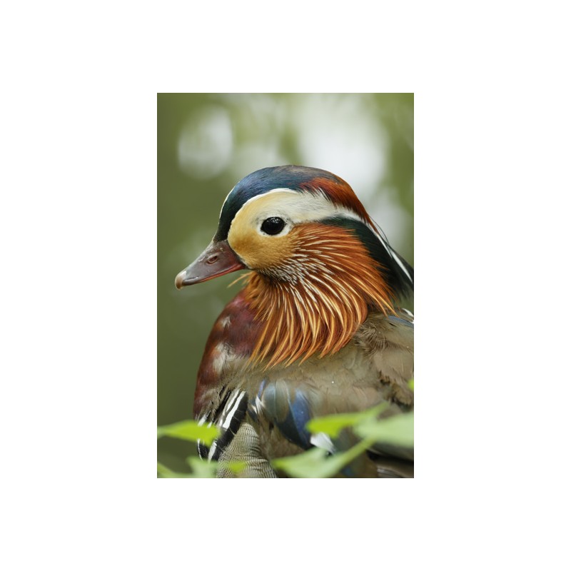 Canon RF 100-400mm f/5.6-8 IS USM