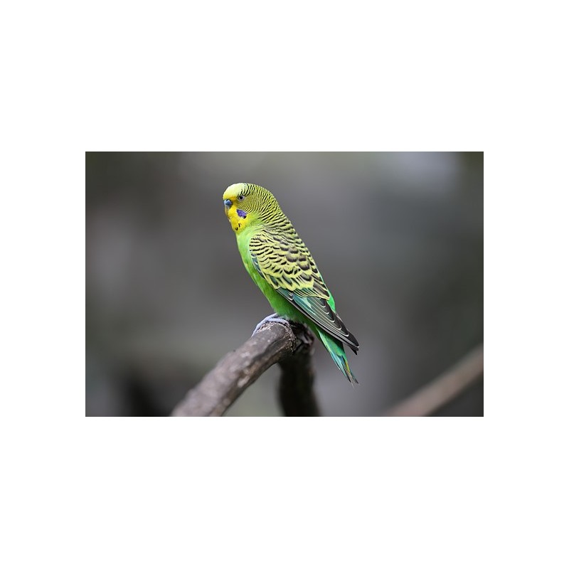 Canon RF 70-200mm f/4L IS USM