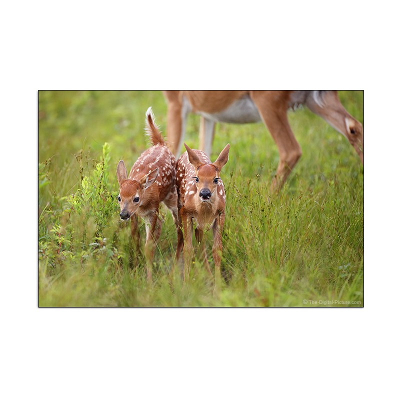 Lente Canon EF 600mm f/4L IS III USM