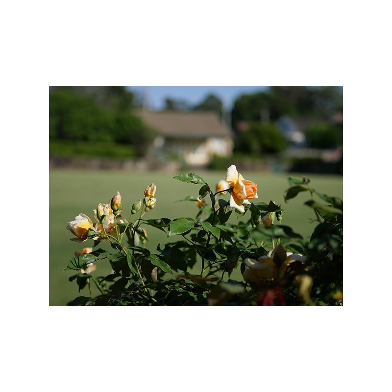 Lente Panasonic Lumix G 25mm f/1.7 ASPH