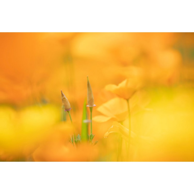 Canon EF 70-200mm f/4L IS II USM