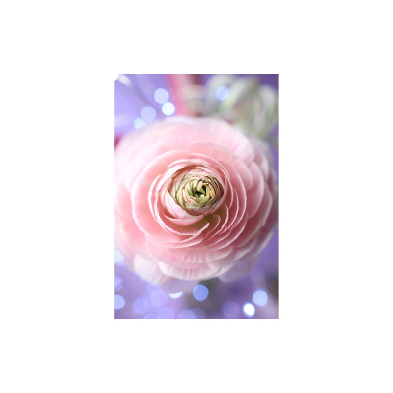 Canon EOS RP 24-105mm f/4-7.1 IS STM