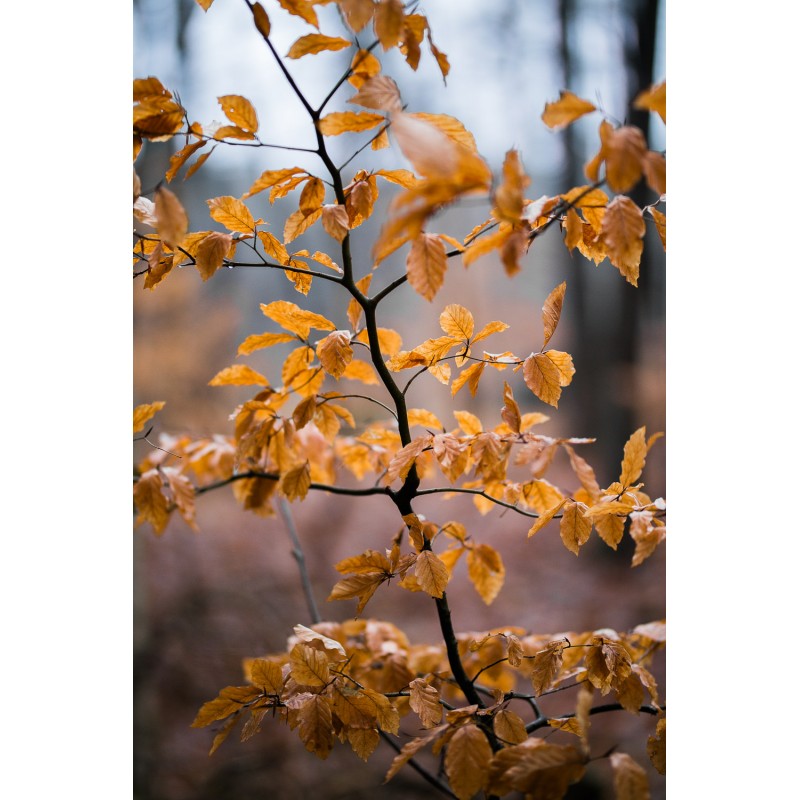 Sigma Art 85mm f/1.4 DG HSM for Nikon