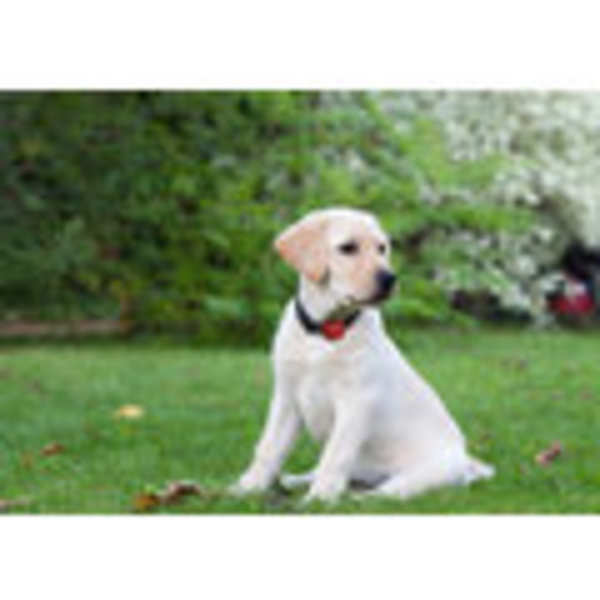 [OUTLET] Pajisje me GPS Alcatel për kafshë, e zezë, MK2, III