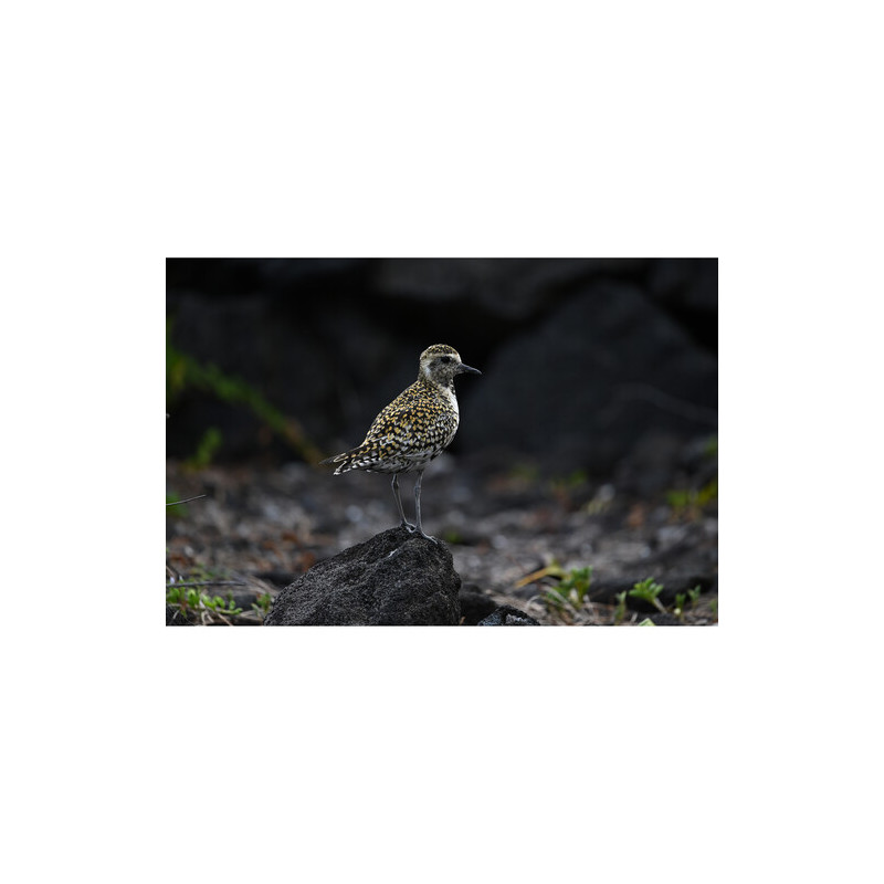 Lente NIKKOR Z 400mm f/4.5 VR S