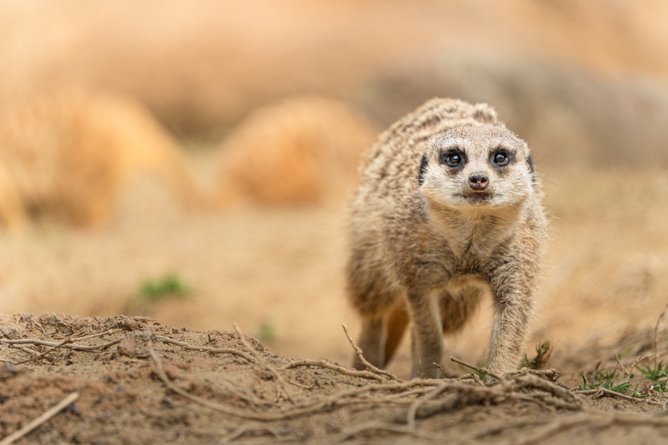 Objektiv Tamron 50-400mm Di III VC VXD, f/4.5-6.3, për Nikon Z, i zi