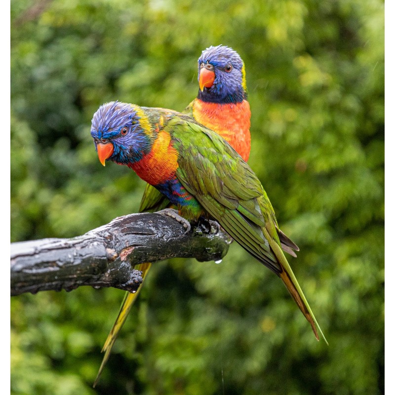 Canon RF 24-105mm f/4-7.1 IS STM