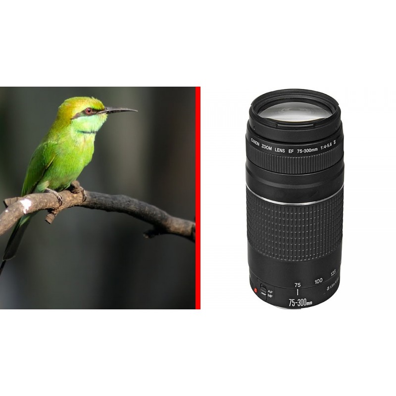 Canon EF 75-300mm f/4-5.6 III
