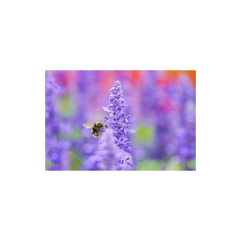 Sigma Art 105mm f/2.8 DG DN Macro for Sony E