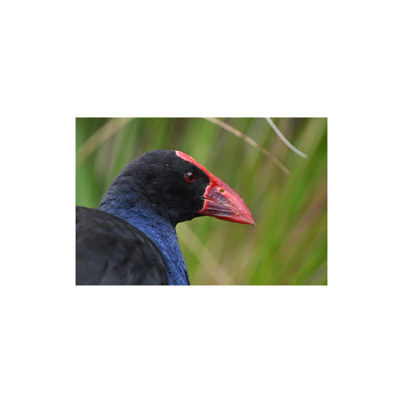 Lente NIKKOR Z 800mm f/6.3 VR S