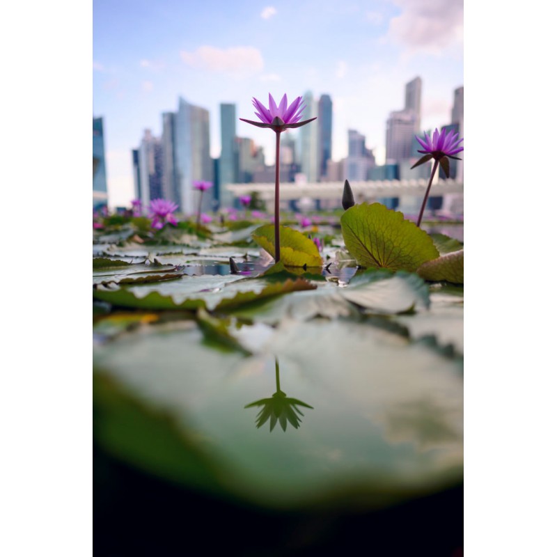 Lente NIKKOR Z 24mm f/1.8 S