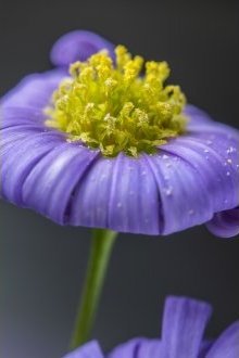 Objektiv Laowa 90mm f/2.8 2x Ultra Macro APO për Canon RF, full frame, i zi