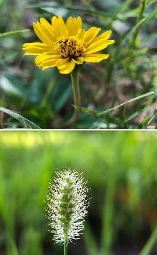 Lentë makro Apexel Super Macro 100mm HD, për telefon, e zezë