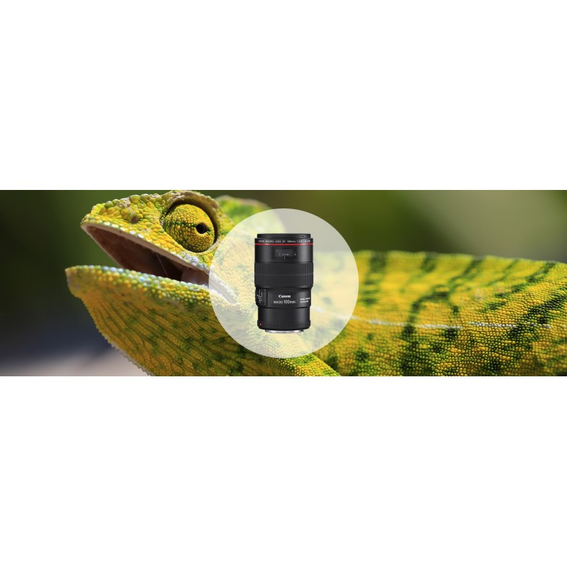 Canon EF 100mm f/2.8L Macro IS USM