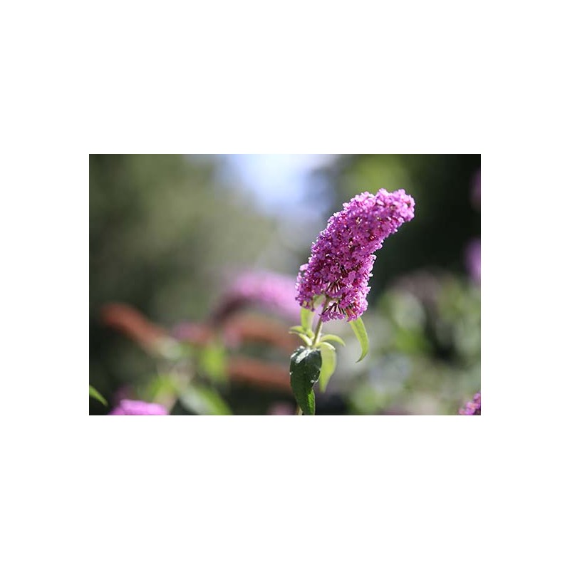 Sigma Art 50-100mm F/1.8 DC HSM for Nikon