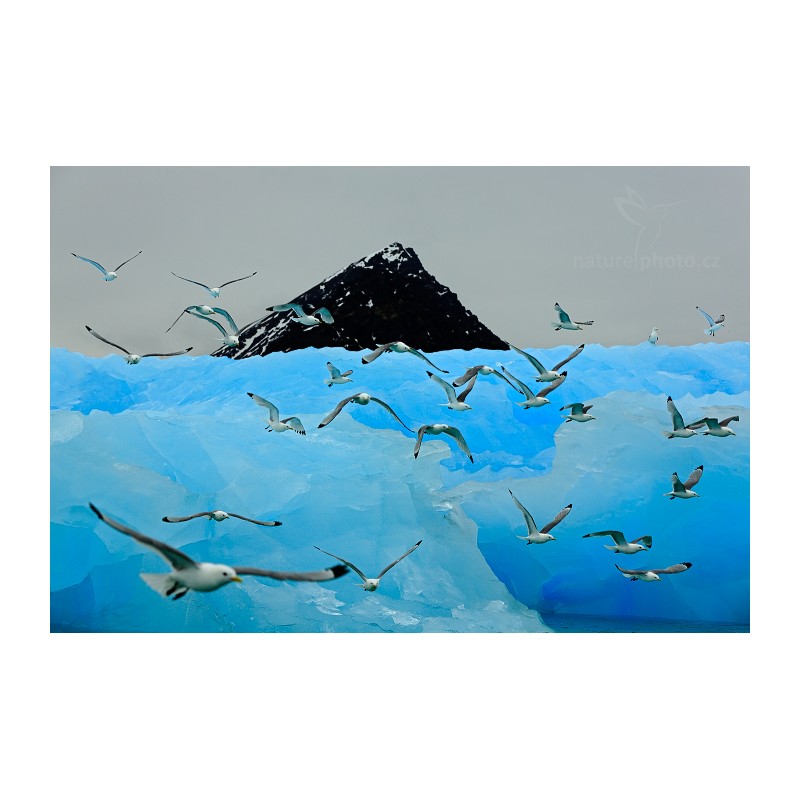 Canon EF 70-200mm f/4L IS II USM