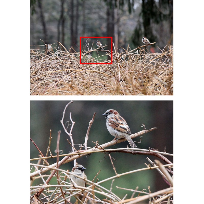 Sigma Sport 70-200mm f/2.8 DG OS HSM for Nikon F