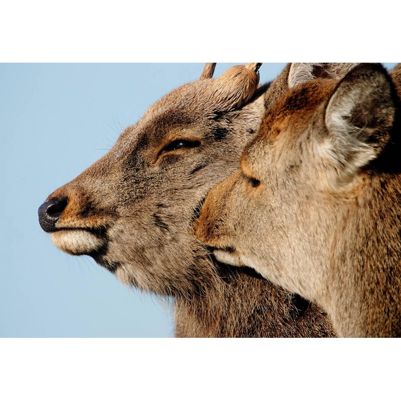 Canon Extender RF 2x