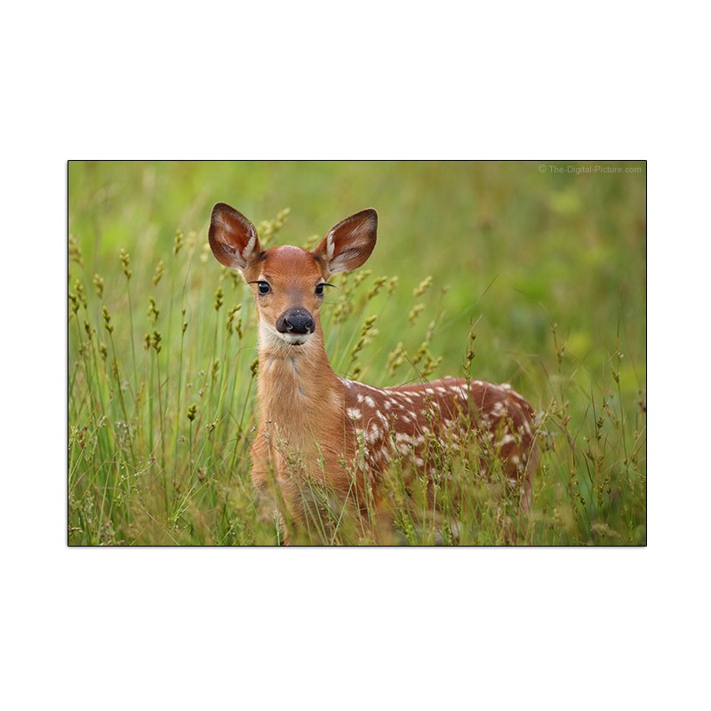 CANON RF 600mm f/11 IS STM