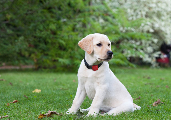 [OUTLET] Pajisje me GPS Alcatel për kafshë, e zezë, MK2, III