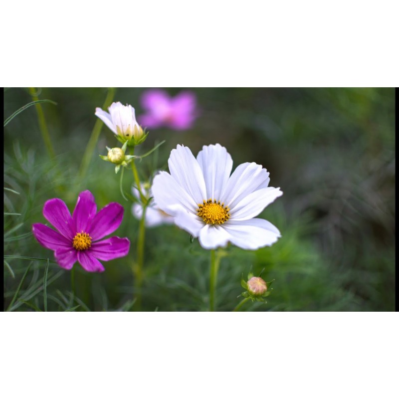 NIKKOR 35mm AF-S f/1.8G ED