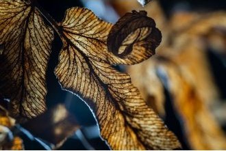 Objektiv Laowa 90mm f/2.8 2x Ultra Macro APO për Canon RF, full frame, i zi