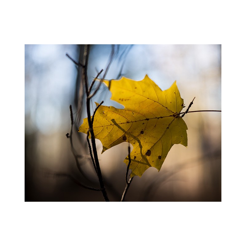 Lente NIKKOR Z 50mm f/1.2 S