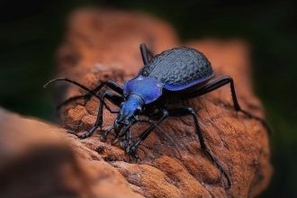 Objektiv Laowa 90mm f/2.8 2x Ultra Macro APO për Canon RF, full frame, i zi