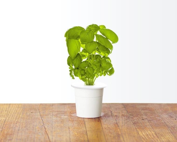 Click and Grow Smart Garden, садници од босилек
