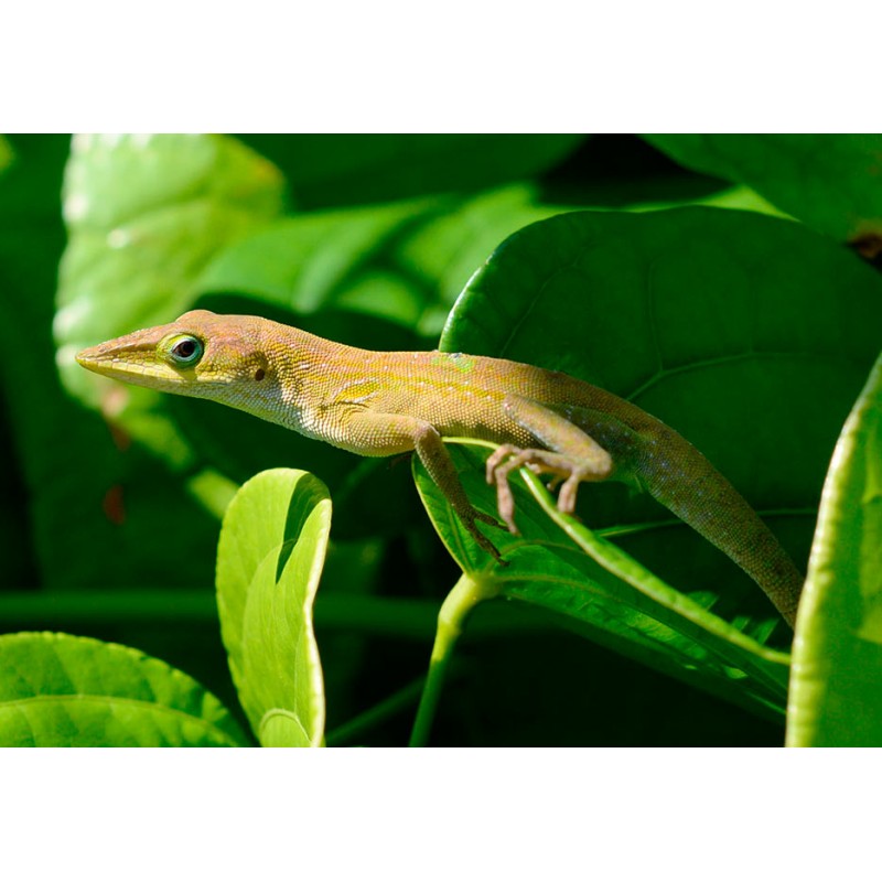 NIKKOR AF-S DX MICRO 40mm f/2.8G ED