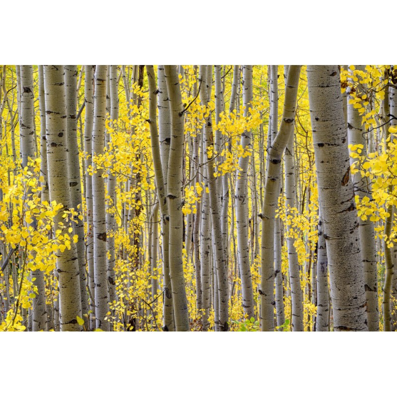 NIKKOR Z 24-200mm F/4-6.3 VR