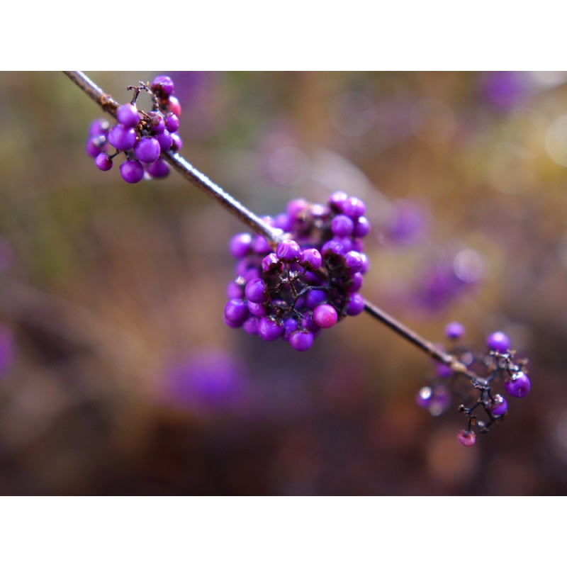 Sigma 16mm f/1.4 DC DN (C) for Sony E