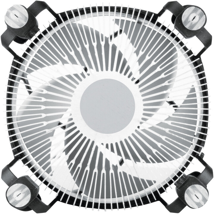 Ftohës Arctic Alpine 17