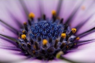 Objektiv Laowa 90mm f/2.8 2x Ultra Macro APO për Canon RF, full frame, i zi