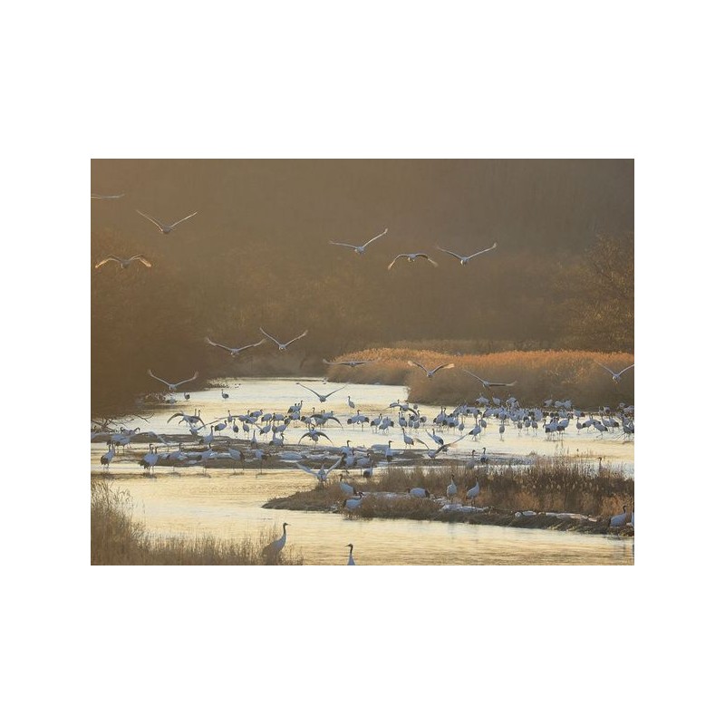 CANON RF 600mm f/11 IS STM