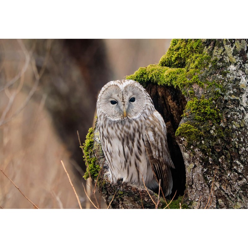 Canon Extender RF 2x