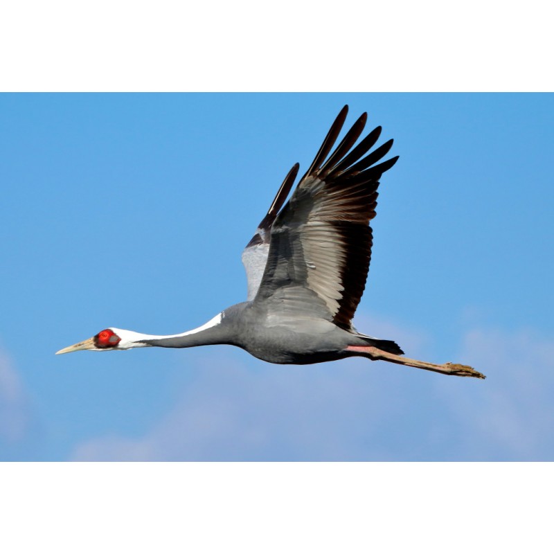 Canon EF 70-300mm f/4-5.6 IS II USM