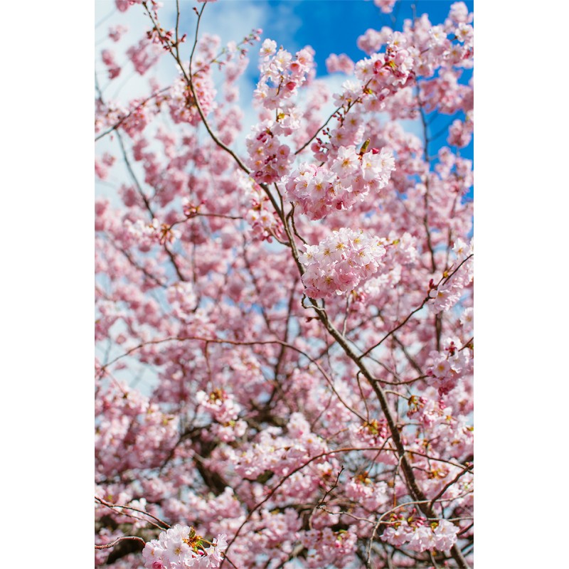 Lente NIKKOR 35mm AF-S DX f/1.8G
