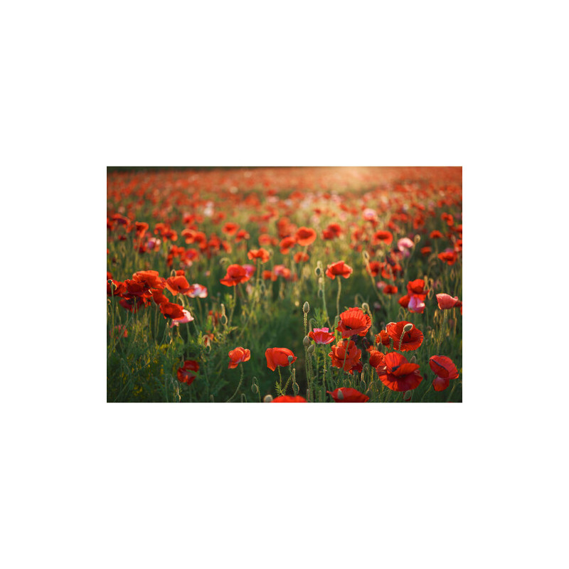 Sigma Art AF 28-45MM F/1.8 DG DN For Sony E