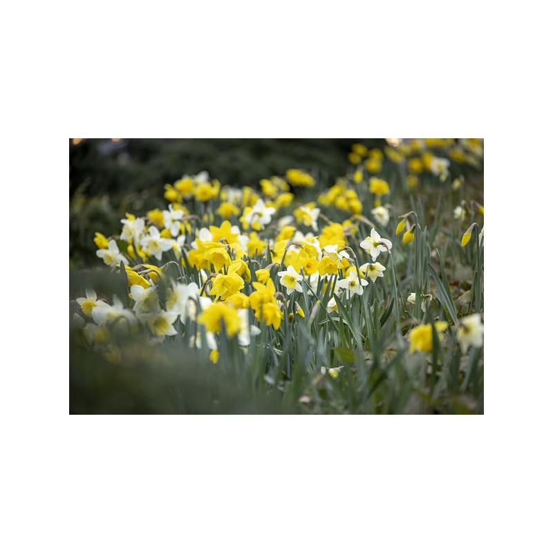 Canon RF 70-200mm f/4L IS USM