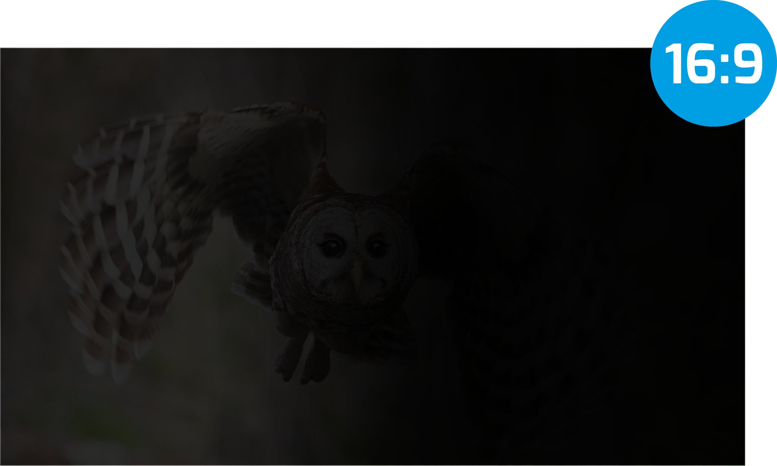 Филтер за приватност Natec OWL, 17.3\", за лаптоп, проѕирен