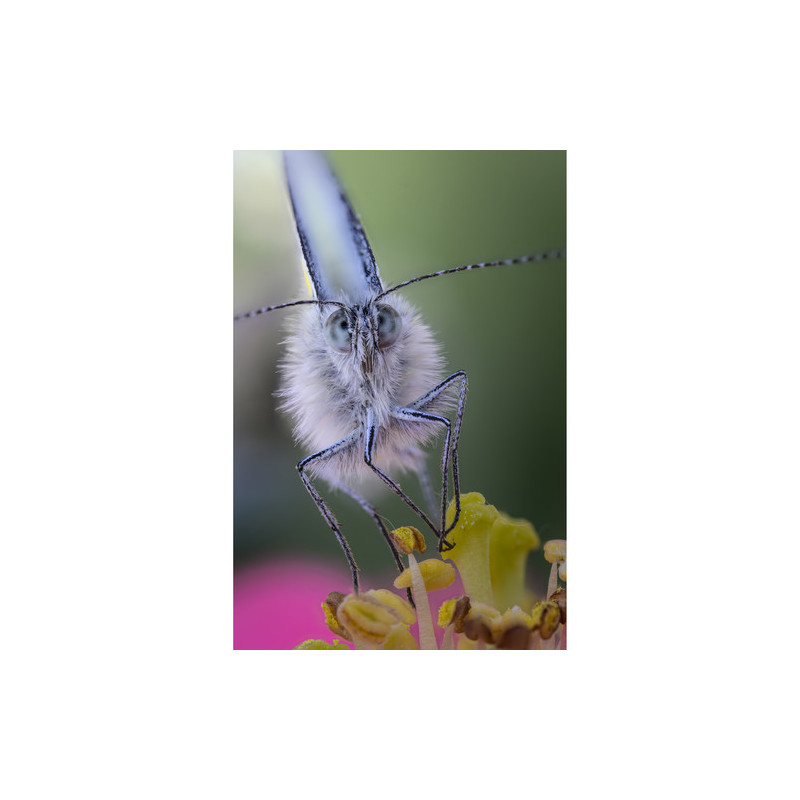 Laowa 100mm f/2.8 Ultra Macro for Sony E