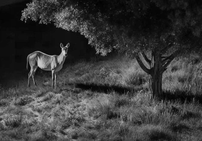 Kamerë IP Reolink Go G450, 4K 8MP, 4G, me panel diellor