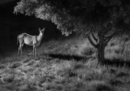 Kamerë IP Reolink Go G450, 4K 8MP, 4G, me panel diellor