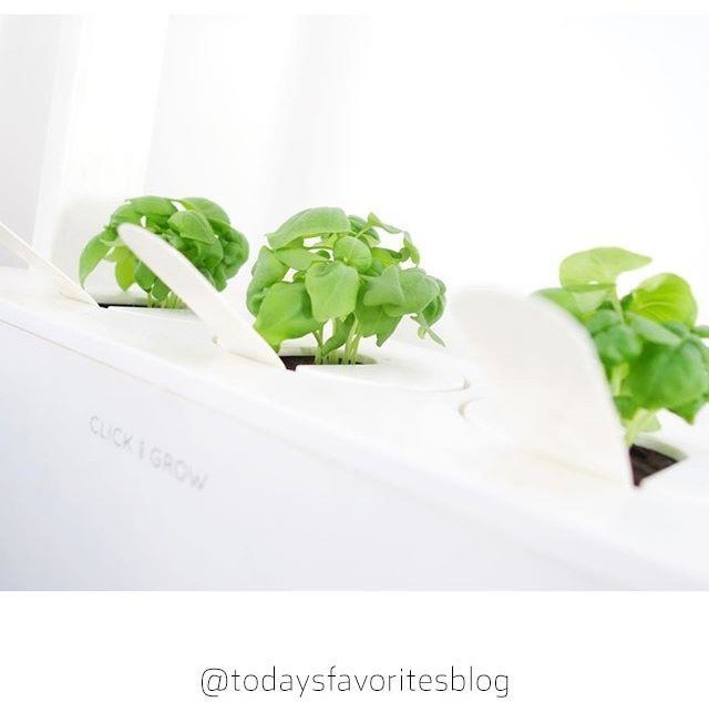 Click and Grow Smart Garden, садници од босилек