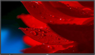 Monitor NEC MultiSync MA551, 55 ", UHD 4K, 60 Hz, i zi