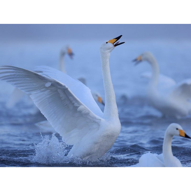 CANON RF 600mm f/11 IS STM