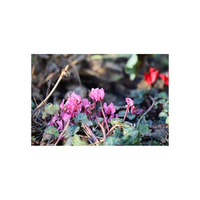Lente Canon RF 85mm f/1.2L USM