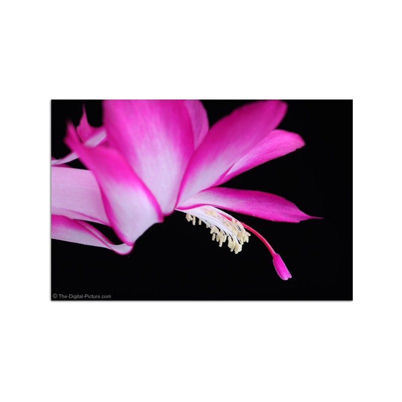 Canon Extender EF 1.4X III